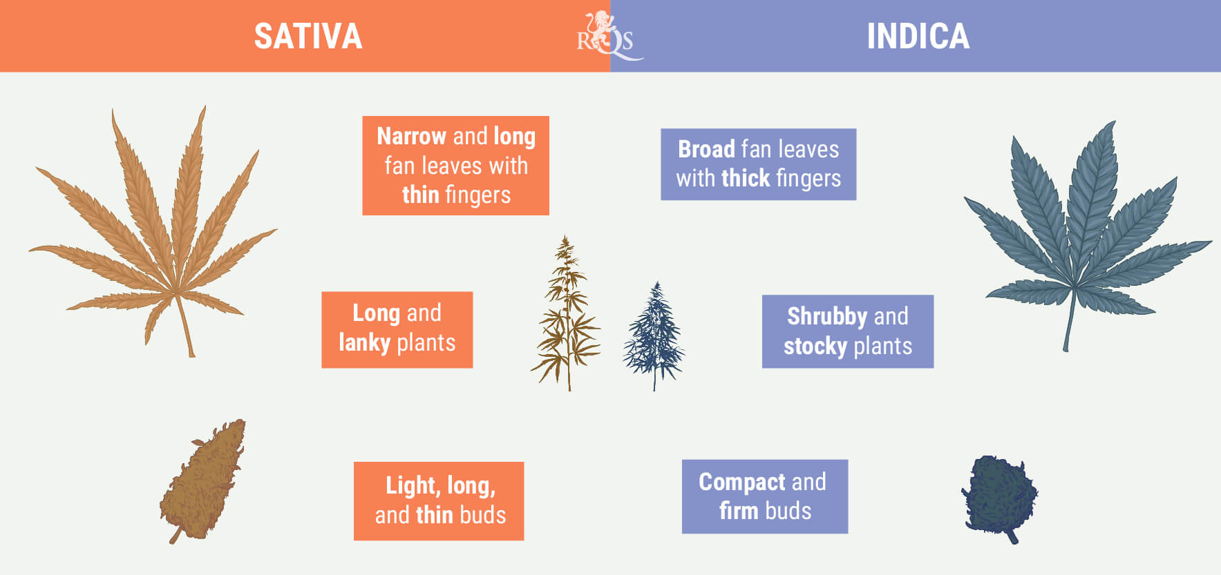 What are the difference between Indica and Sativa cannabis? RQS Blog